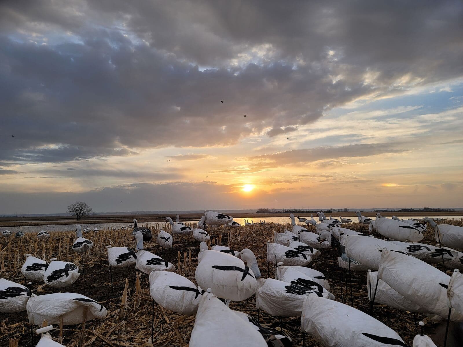 SoDak Snow Goose Conservation Hunt
